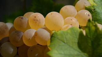 L'uva dei vitigni di Erbaluce di Caluso, Piemonte, Italia