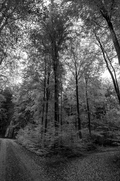 El «color» del comportamiento humano, lo determinan esas sensaciones subjetivas interiores que conocemos como emociones