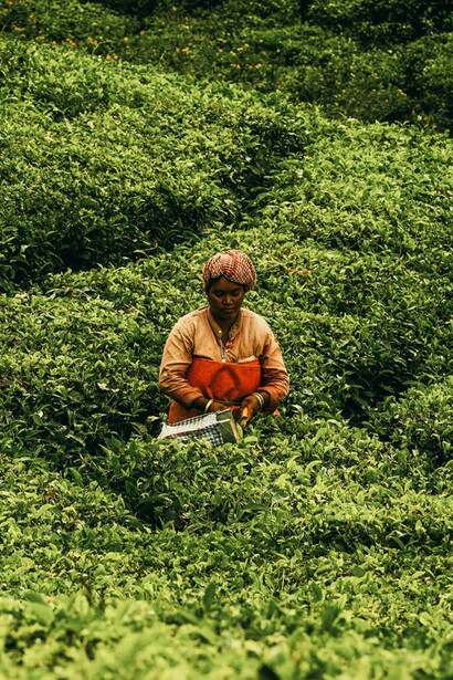 A worker carefully selects tea leaves, surrounded by the lush greenery of the plantation in Kerala, India