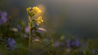 Píntame las prímulas de la colina bañadas por la luz del amanecer