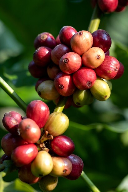 Venturelli cura personalmente la scelta delle materie prime, privilegiando piccole piantagioni in Etiopia, India, Brasile e altre regioni selezionate, garantendo un caffè ricco di aroma e gusto

