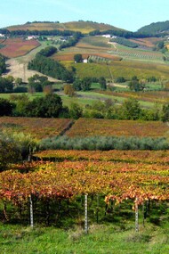 Il Cerasuolo d’Abruzzo è un rosato ottenuto prevalentemente da uve Montepulciano, vinificate con una breve macerazione sulle bucce che conferisce il caratteristico colore cerasuolo. Nella foto vigneti nella Val di Foro che si estende dalla Maiella fino all'Adriatico