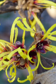 Hamamelis japonica
