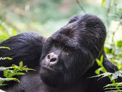 Mgahinga Gorilla National Park, Uganda
