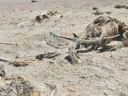 Desertificación