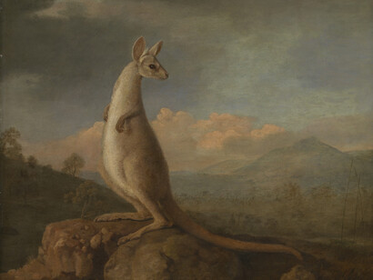 The Kongouro from New Holland (Kangaroo), 1772, George Stubbs © National Maritime Museum