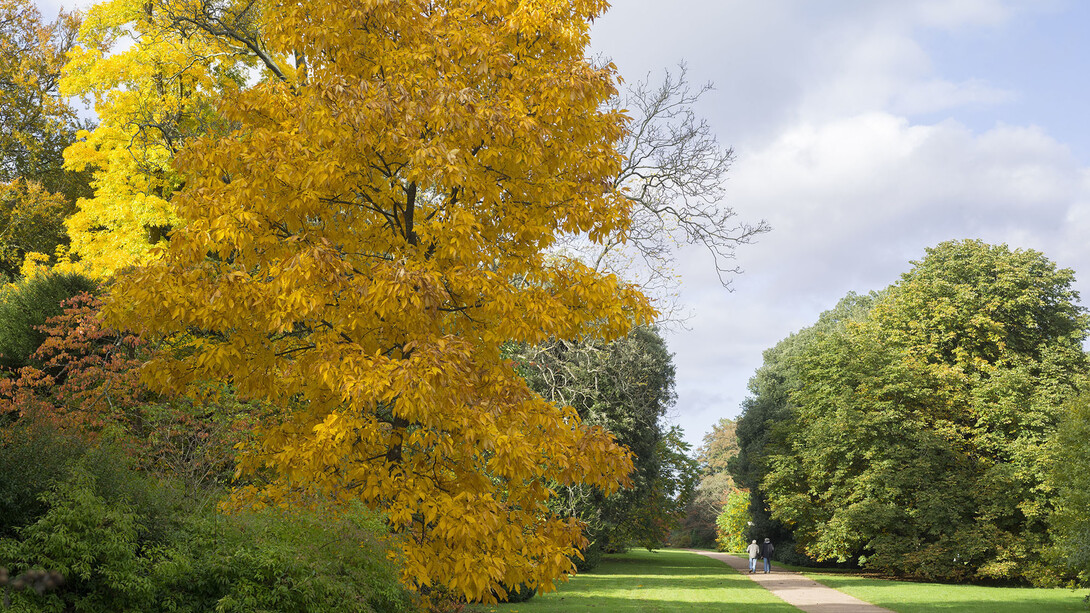 Simon Roberts, The National Arboretum, Westonbirt, Gloucestershire, 2013 © Simon Roberts, Courtesy of Flowers Gallery