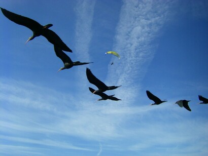 Ibis a rischio