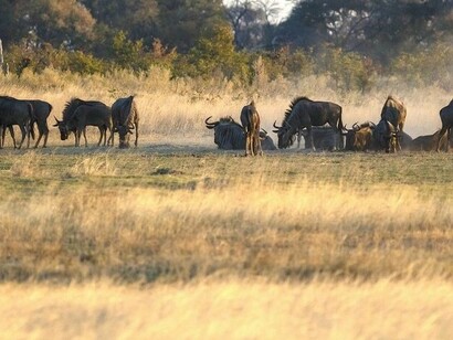 Gnu blu (Connochaetes taurinus), Okavango Delta, Botswana