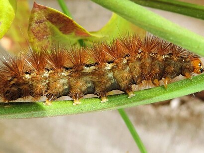 A small caterpillar inching forward with quiet resolve, symbolising the courage to become without certainty