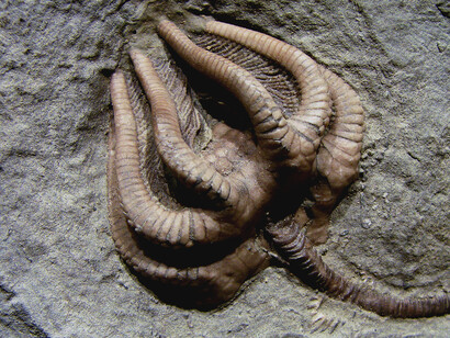 Agaricocrinus americanus, Carboniferous Indiana