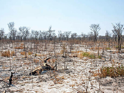 The charred shrubland in Namibia serves as a stark reminder of the accelerating biodiversity loss and the growing effects of climate change and global warming