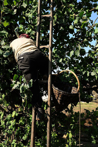 I cesti per la vendemmia. Per la raccolta dei grappoli vengono usate le fescine, cestini conici, che una volta pieni vengono calati lungo la scala