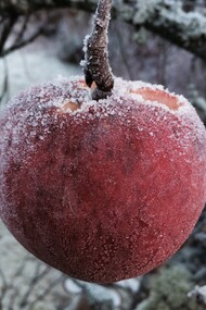 Una manzana congelada por las inclemencias del invierno