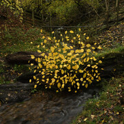 Andy Goldsworthy, Elm leaves. Grass stalks. Fallen elm. Calm. For Olle Lundberg. Dumfriesshire, Scotland. 4 November 2025 (detail), 2025. Courtesy of Haines Gallery