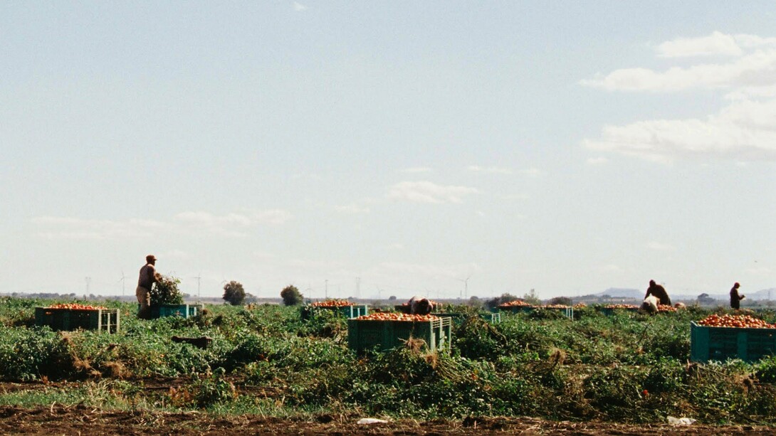 Il caporalato continua a rappresentare una delle forme più gravi di sfruttamento del lavoro in Italia, soprattutto nei settori agricolo, edilizio e della logistica
