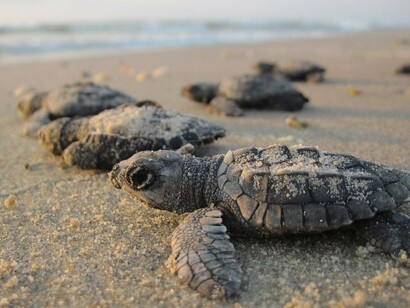 Mentre si è in spiaggia a prendere il sole o a fare il bagno è possibile vedere le tartarughe sbucare dalla sabbia