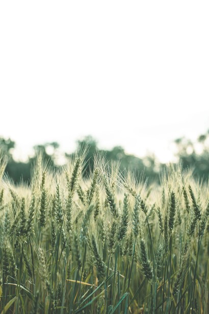 Wheat produce ready to be sold
