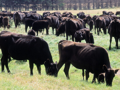 Um enorme grupo de wagyus