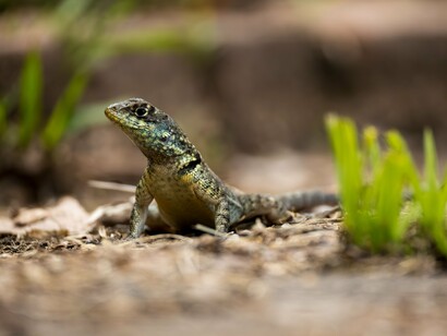 Em primeiro plano, um lagarto se destaca sobre o chão da floresta, enquanto o ambiente natural permanece ao seu redor. Sobreviver não significa alcançar uma forma definitiva: na evolução, cada espécie responde às condições que encontra ao longo de sua própria história