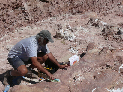 Máximo the Titanosaur. Courtesy of Field Museum