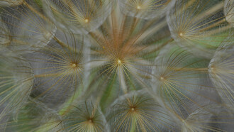 Semi di Barba di becco (Tragopogon sp.)