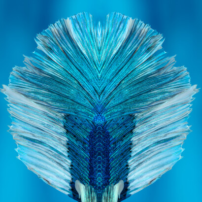 Brunella Costa, Immersion 1, part of a triptych