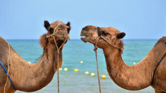 Diálogo de camellos