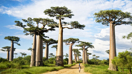 Baobab trees along a dirt road called the Avenue of the Baobabs in Morondava, Madagascar. They may live for 5,000 years