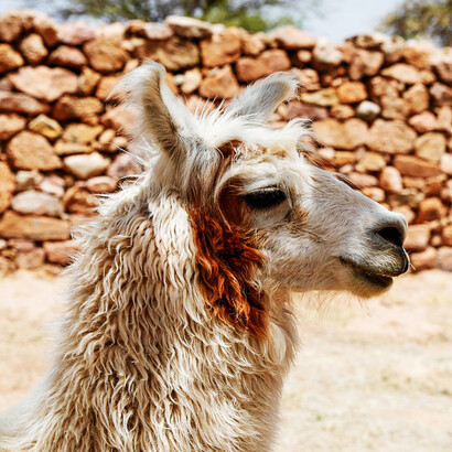 La fibra de la llama, más gruesa y con cerdas, posee propiedades térmicas notables y puede ser comparable —o incluso superior— a la de la alpaca tras un adecuado tratamiento