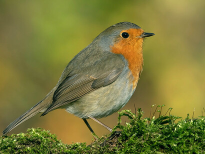 Lo splendore del piccolo pettirosso