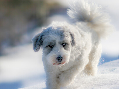 Christmas carols evoke the fondest memories of this holiday 