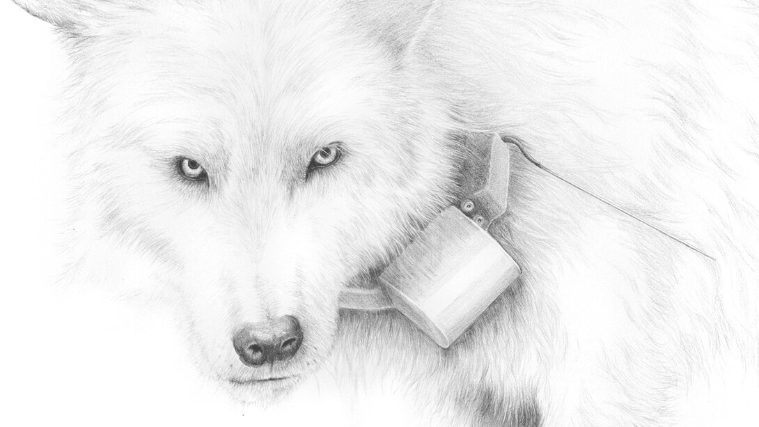 Joseph Smolinski, Grey Wolf (detail), 2014, silverpoint on prepared paper, 17 3/4 x 14 1/8 in. (45.1 x 35.9 cm)