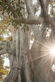 Not just with other animals, but with plants too, we can enter into these moments if we are open to them