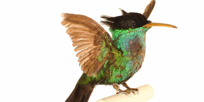 Birds of the World Gallery. Courtesy of Harvard Museum of Natural History