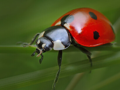 Insects could be affected by increasing exposure levels to electrosmog