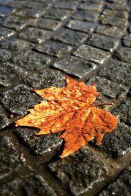 Autunno: passaggio di stagione dall’estate all’inverno