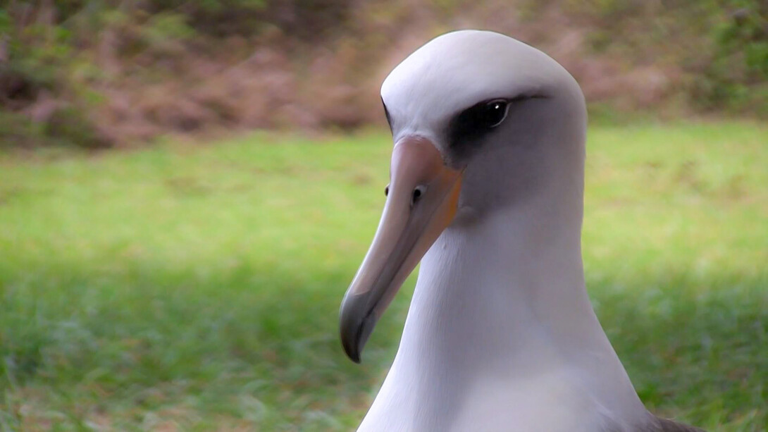 Albatross