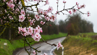 Hoy admiro a nuestro árbol, porque arriesga, embellece, anuncia y despabila, ilumina, despierta, da refugio
