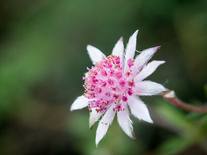 Pink Flannel Flower: il fiore della 
 riconoscenza per quello che abbiamo