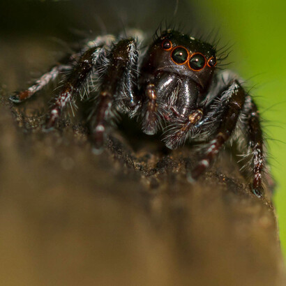 Carrhotus viduus (male) © Karthik R Bhat