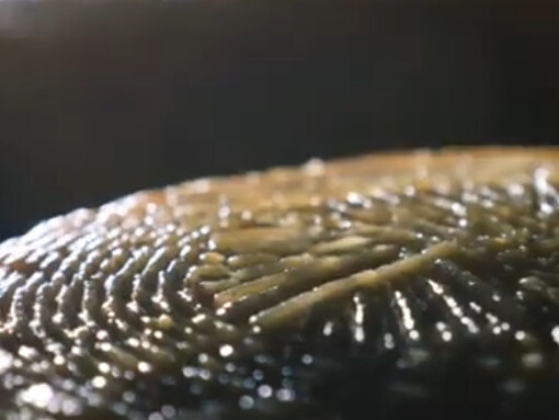 È un formaggio ideale da gustare da solo, accompagnato da miele o abbinato a vini del territorio