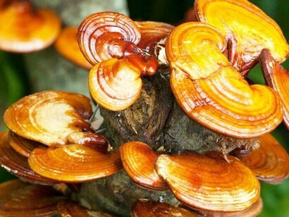 Lingzhi mushroom with its medical properties represents one of the most significant Chinese medical fungi with two thousand years of recorded history