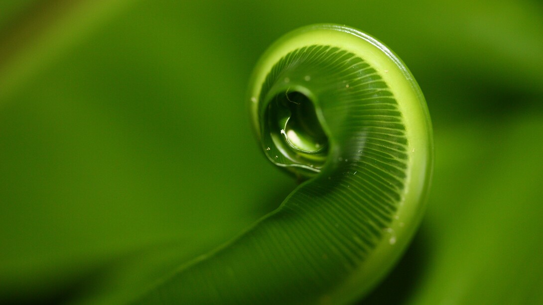 La sezione aurea ricorre spesso in natura come principio di equilibrio e armonia, visibile nella crescita di piante, conchiglie e forme biologiche