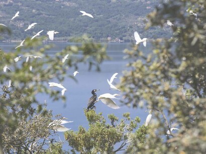 Flora dell'isola Bisentina, Italia