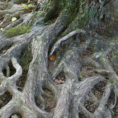 La genealogia offre una prospettiva concreta sulla storia, permettendo di osservare il passato non solo attraverso i grandi eventi, ma anche attraverso la quotidianità delle persone comuni