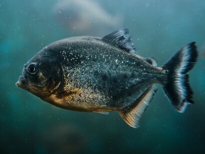 Pesca subacquea