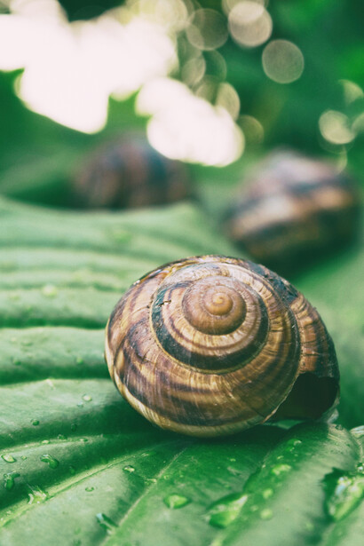 A snail