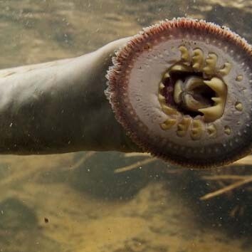 Bloodsuckers. Courtesy of ROM