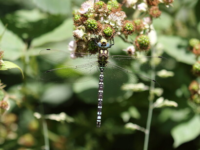 Southern Hawker has unbroken bands on the end of the abdomen © Gehan de Silva Wijeyeratne